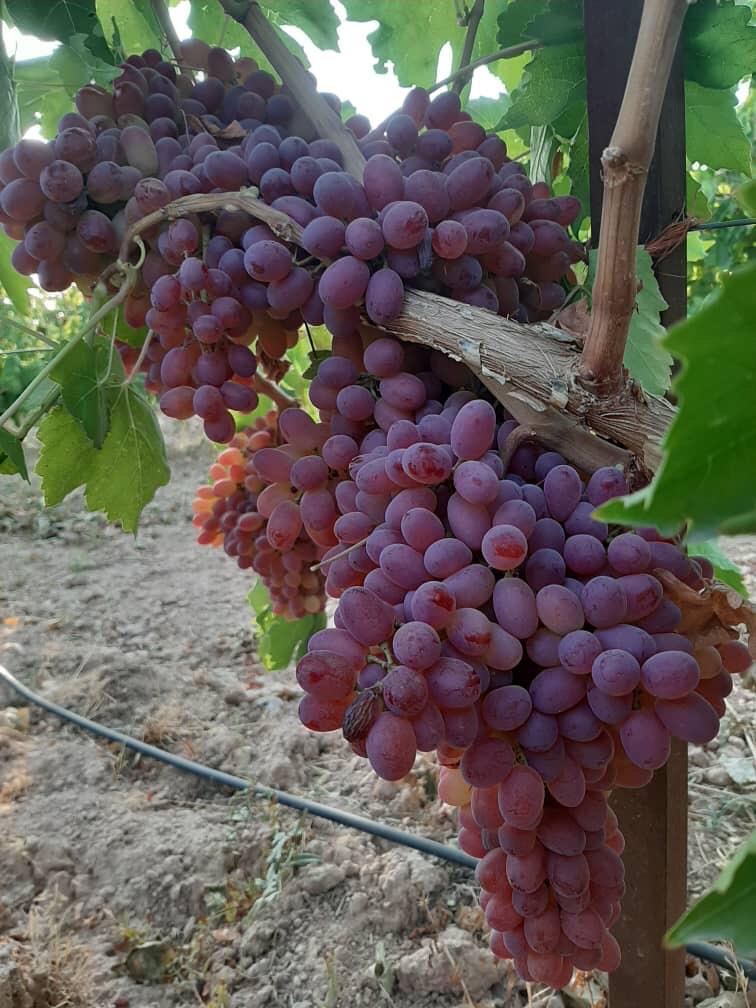 Grapes image 5
